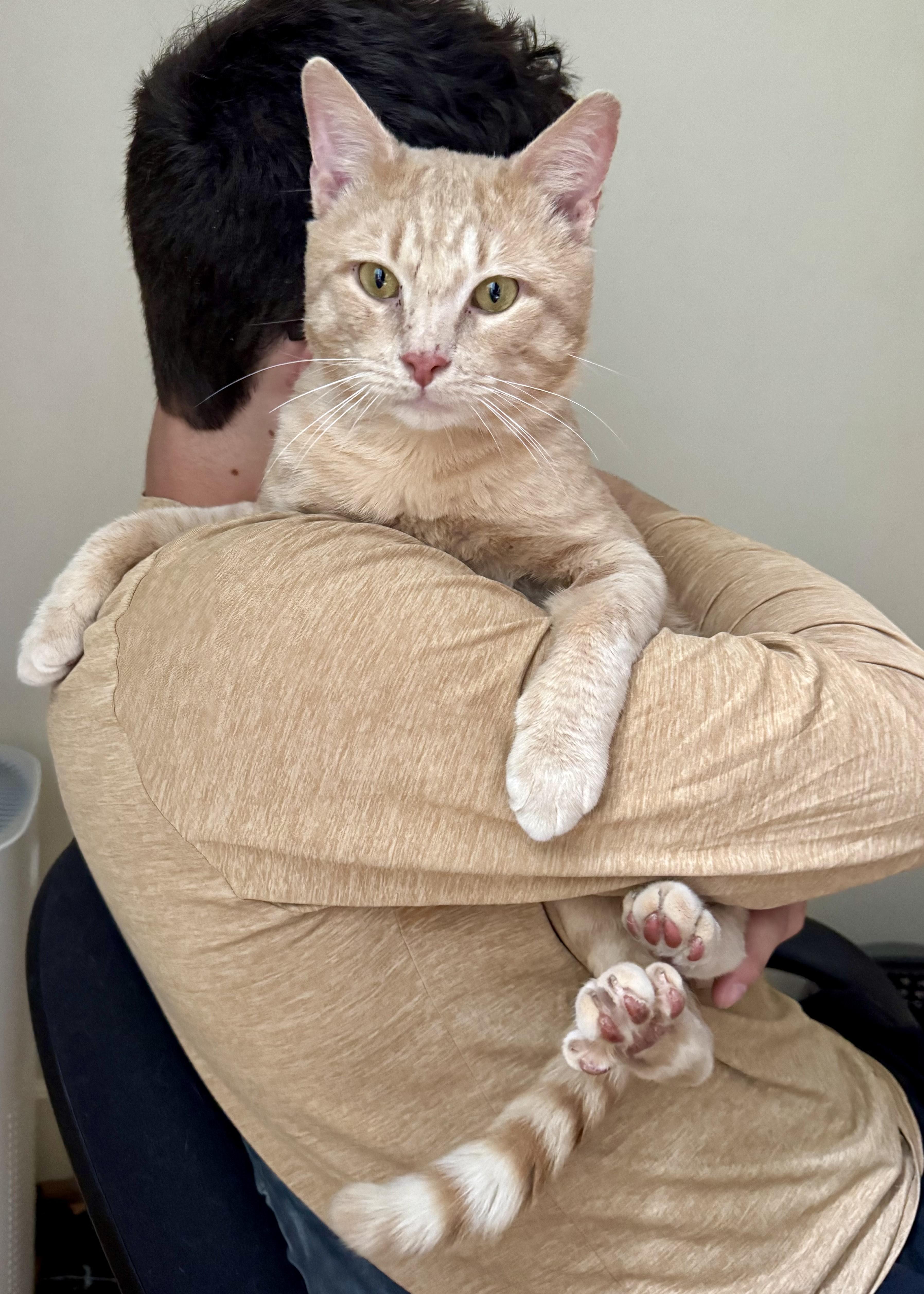 A young medium-sized male Orange & White American Shorthair cat named Arnie for adoption in Medford, MA