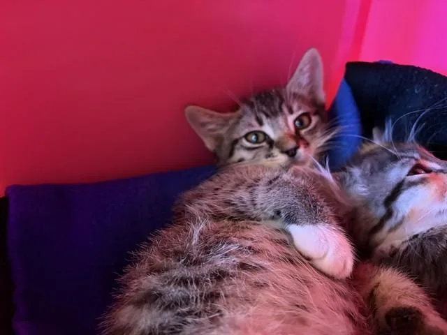 A baby small-sized male Domestic Short Hair cat named Casteel for adoption in Auburn, CA