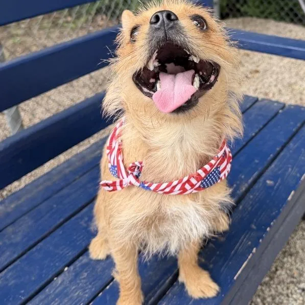 An adult small-sized female Red / Chestnut / Orange Terrier dog named Scruffles for adoption in Dayton, OH