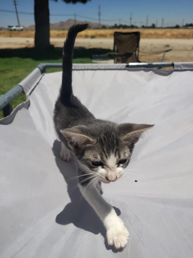 A baby medium-sized female Gray & White Abyssinian cat named Sophie for adoption in Lancaster, CA
