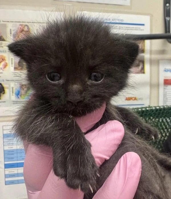 A baby small-sized female Domestic Short Hair cat named Bitsy for adoption in El Cajon, CA
