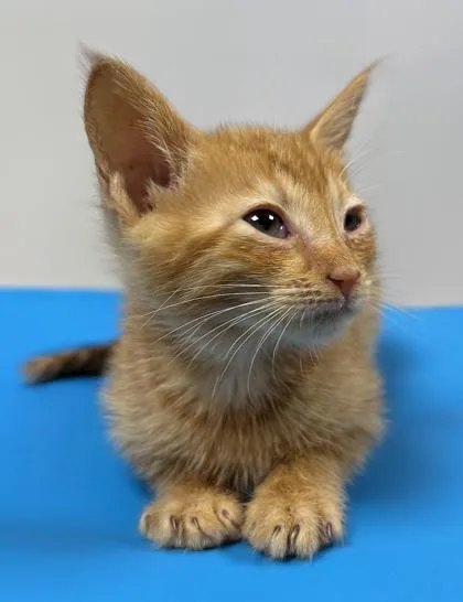 A baby small-sized female Domestic Short Hair cat named Halfpaw for adoption in Cumming, GA