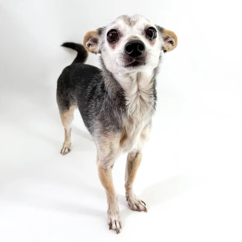 Harrison thumbnail 3