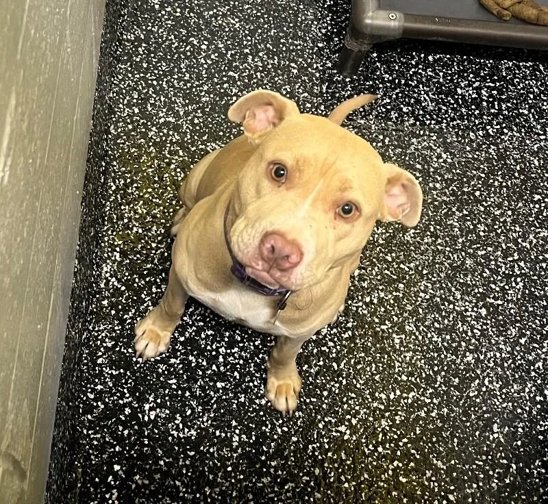 An adult medium-sized female Yellow / Tan / Blond / Fawn Pit Bull Terrier dog named Brenda From Accounting for adoption in Jackson, TN