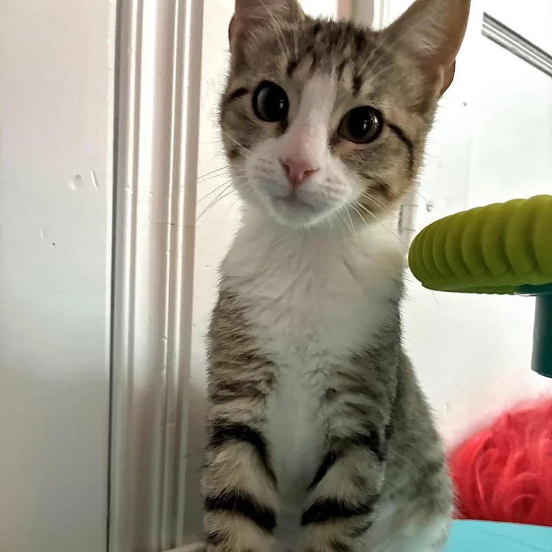 A baby small-sized female Brown / Chocolate Domestic Short Hair cat named Martha for adoption in Denison, TX