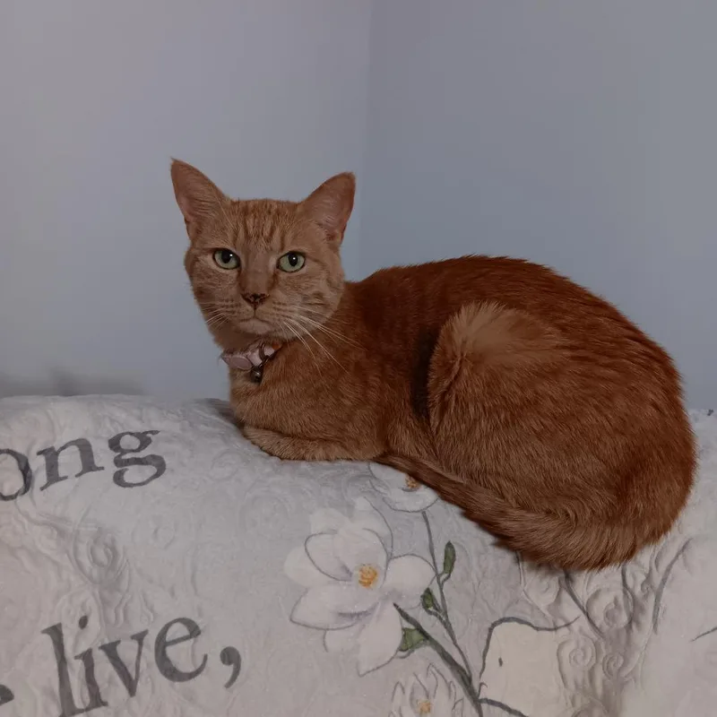 An adult medium-sized female Orange / Red Domestic Short Hair cat named Rosie for adoption in Yuma, AZ