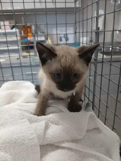 A baby small-sized male Domestic Short Hair cat named Razlo for adoption in Sevierville, TN