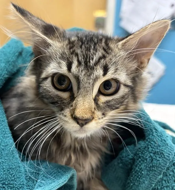 A baby small-sized female Domestic Long Hair cat named BlueHeaded Sapphire for adoption in Escondido, CA