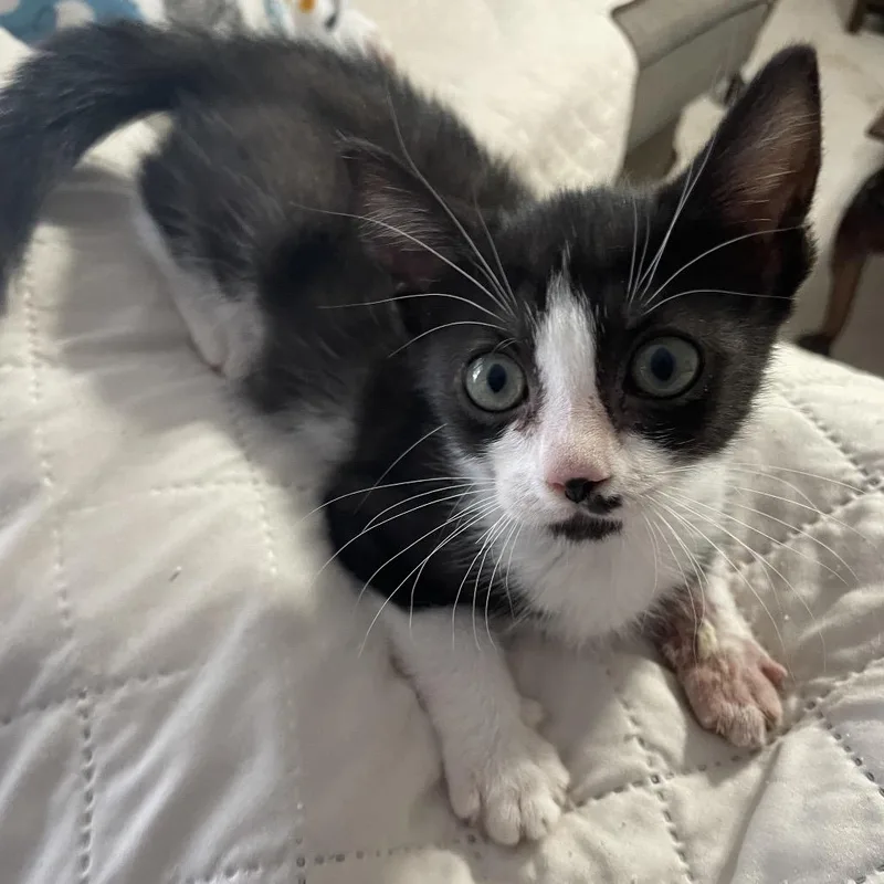 A baby small-sized female Black Domestic Short Hair cat named Mimi for adoption in Miami, FL