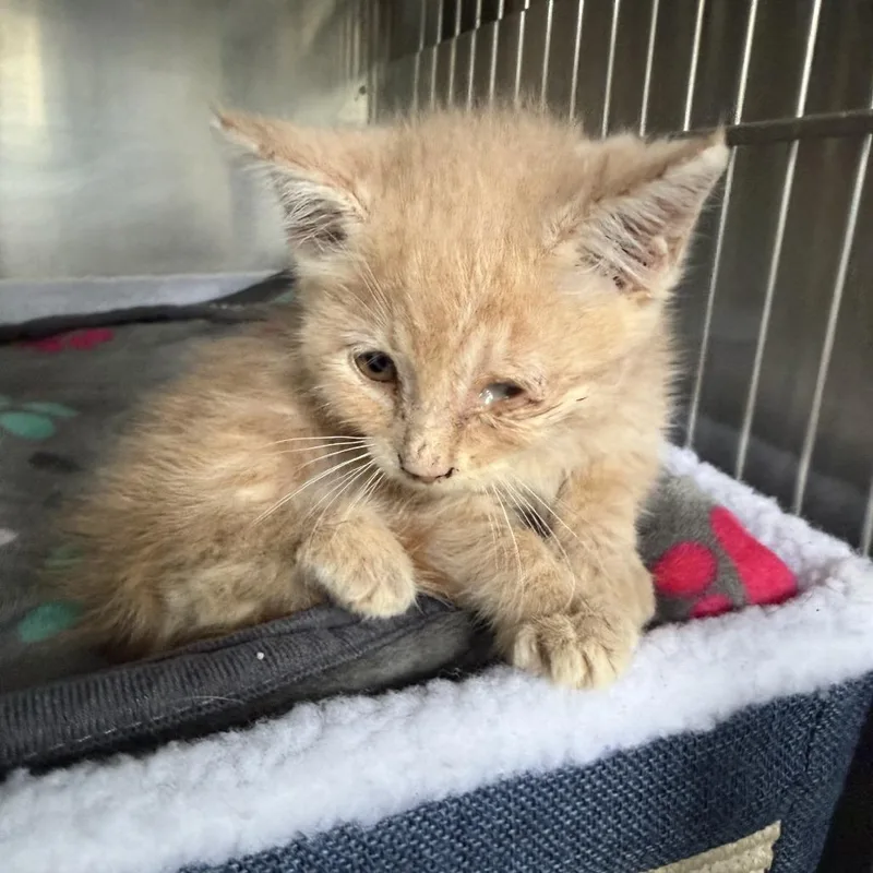 A baby small-sized female American Curl cat named Caramel for adoption in Spring Hill, KS