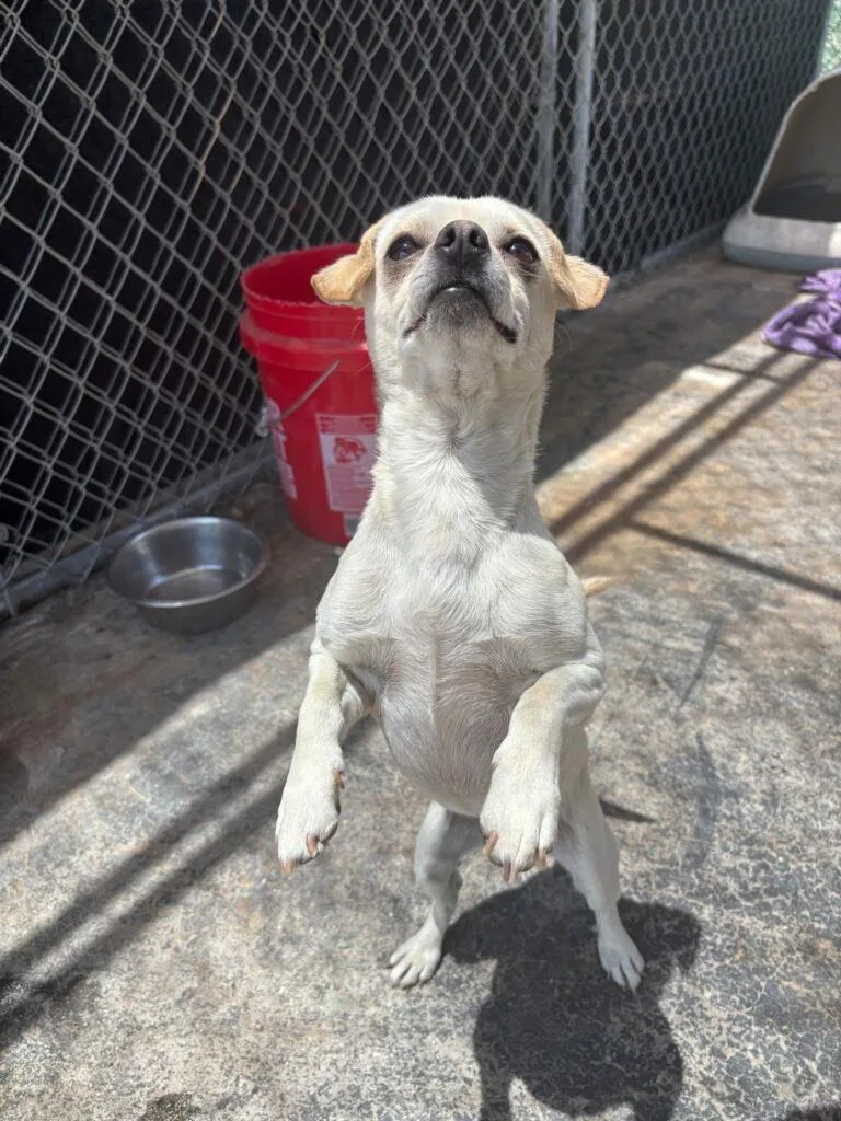 A young small-sized male Chihuahua dog named Apple Jackcuddly Sweetheart for adoption in Apple Valley, CA