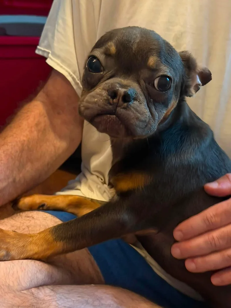 An adult small-sized male French Bulldog dog named Butch for adoption in Berlin, NJ