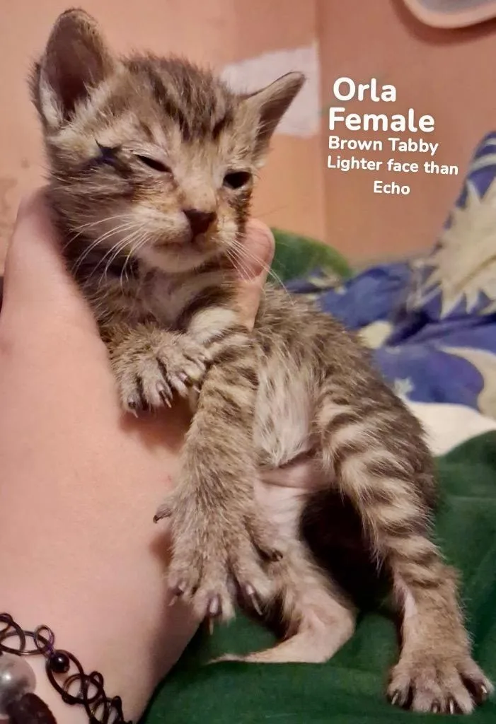 A baby medium-sized female Domestic Short Hair cat named Orla for adoption in Burnsville, NC