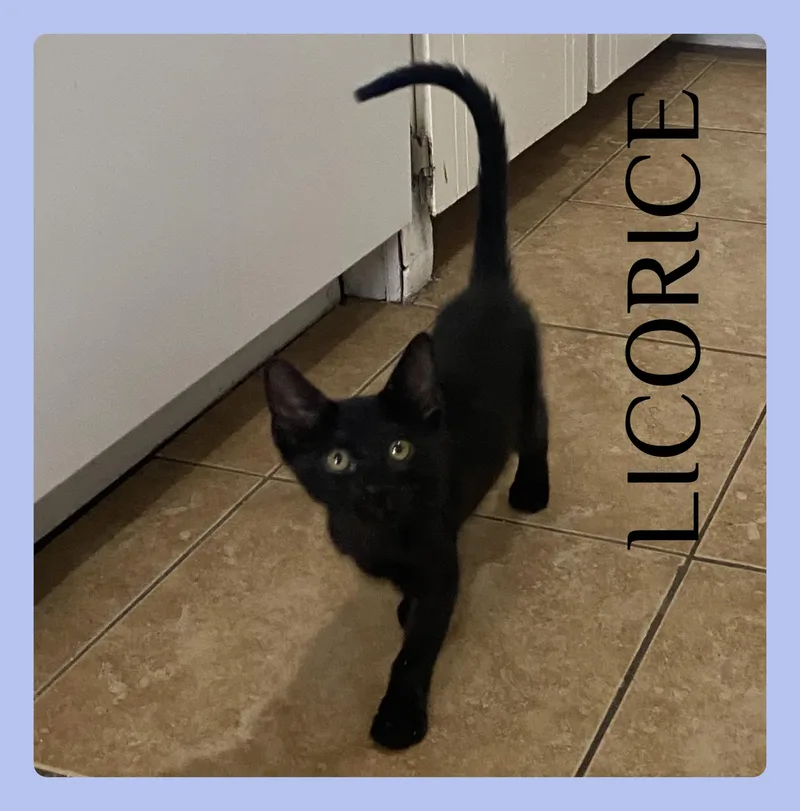 A baby medium-sized male Black Tabby cat named Licorice for adoption in Lawton, OK