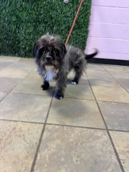 An adult small-sized female Black Shih Tzu dog named Stellah for adoption in El Paso, TX