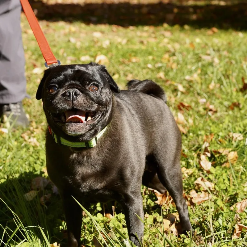 An adult small-sized female Black Pug dog named Linda for adoption in Scituate, MA