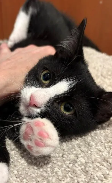 A baby medium-sized female Black & White / Tuxedo Domestic Short Hair cat named Batter for adoption in Little Falls, NJ
