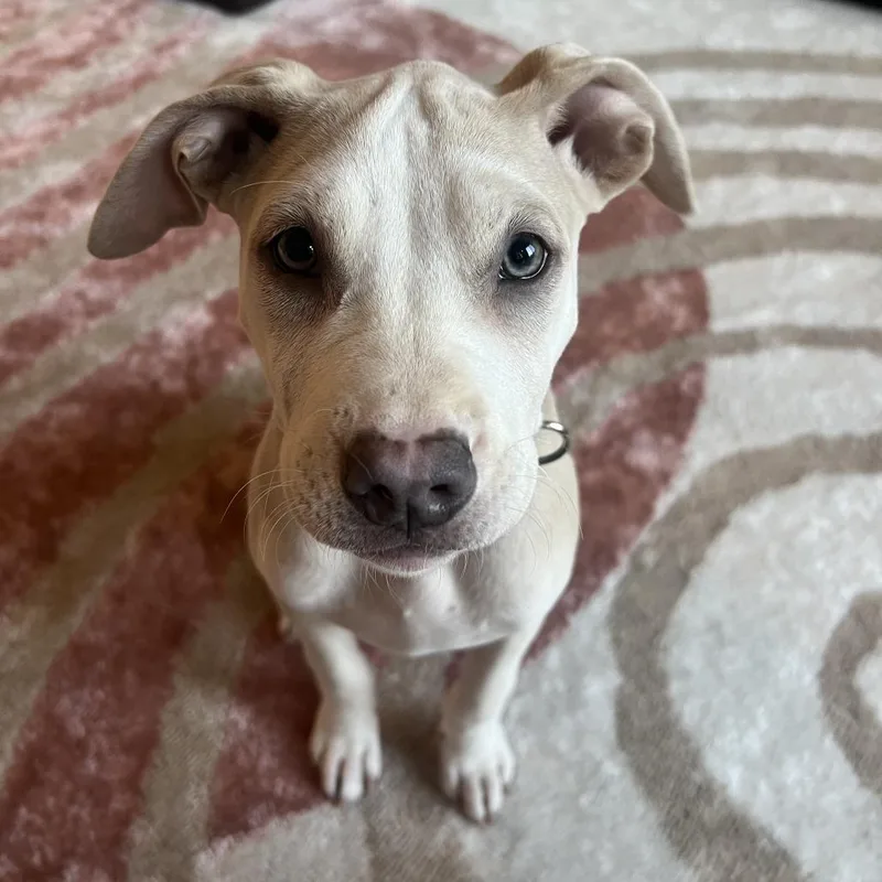 A baby large-sized female White / Cream Pit Bull Terrier dog named Mildred D for adoption in Minnetonka, MN