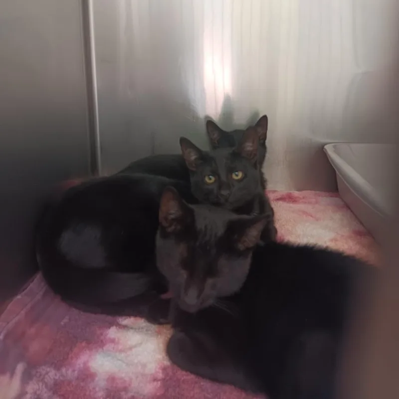 A baby small-sized female Black Domestic Short Hair cat named Mars for adoption in Auburn, AL