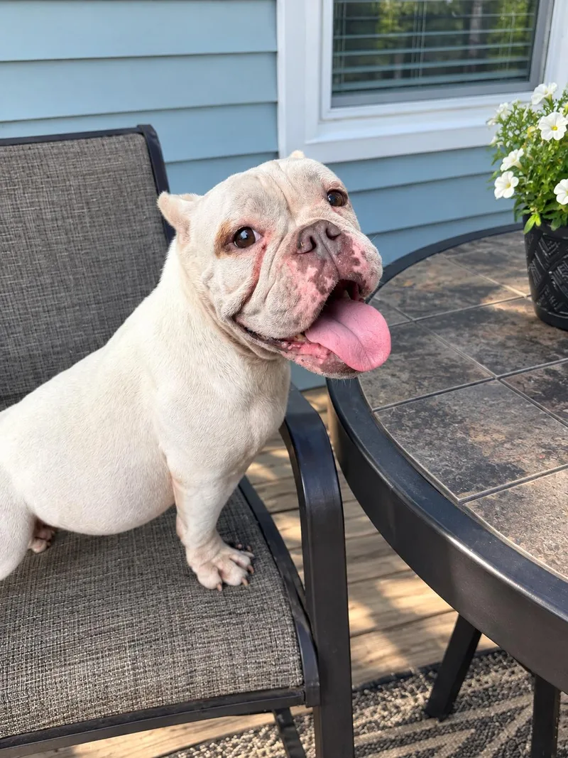 An adult medium-sized female English Bulldog dog named Camelia for adoption in Winter haven, FL