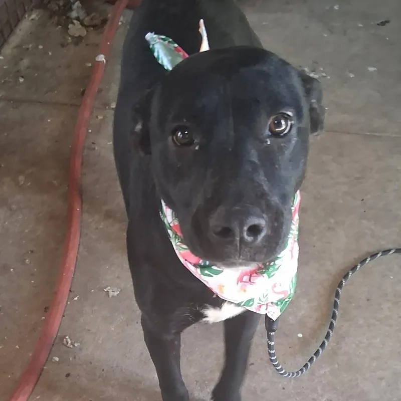 Isabella thumbnail 2