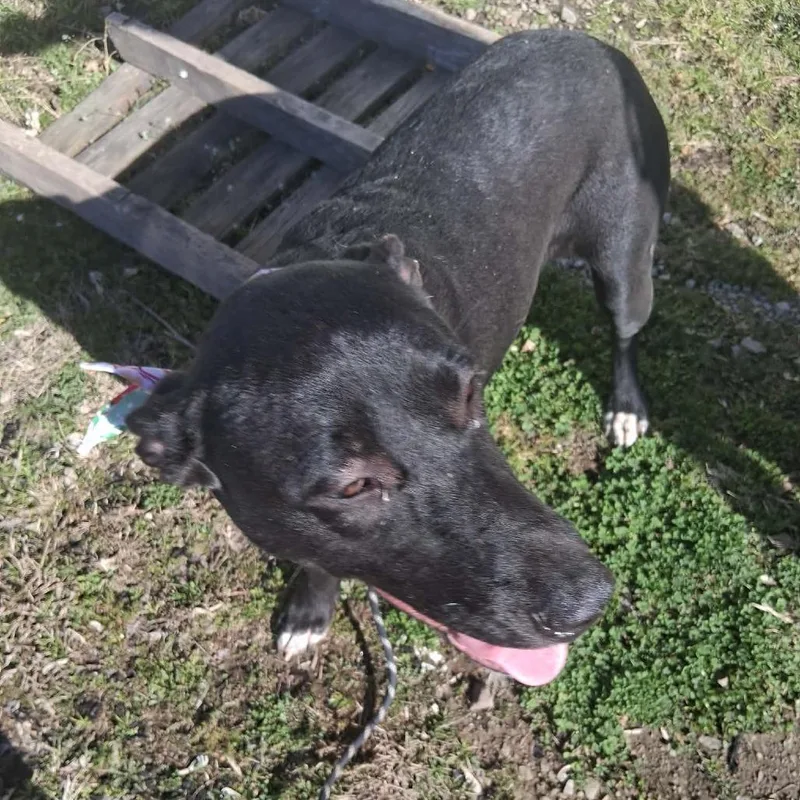 Isabella thumbnail 3