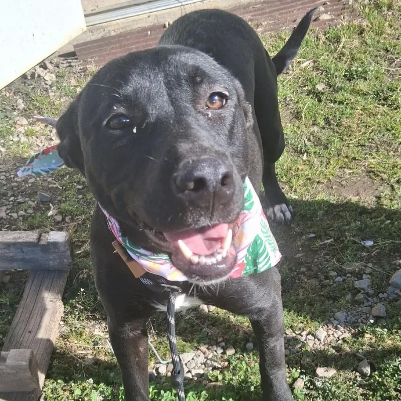 Isabella thumbnail 4