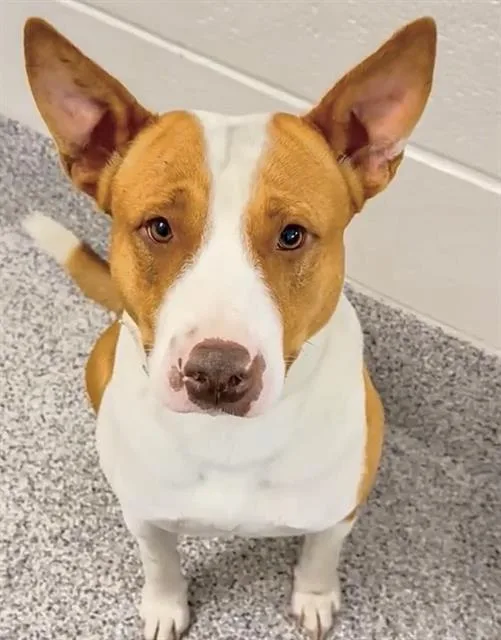 An adult large-sized male Pit Bull Terrier dog named Lil Wayne for adoption in Houston, TX