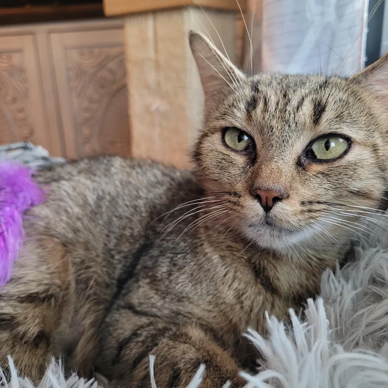 A young medium-sized female Torbie Domestic Short Hair cat named Nelly for adoption in Whitestown, IN
