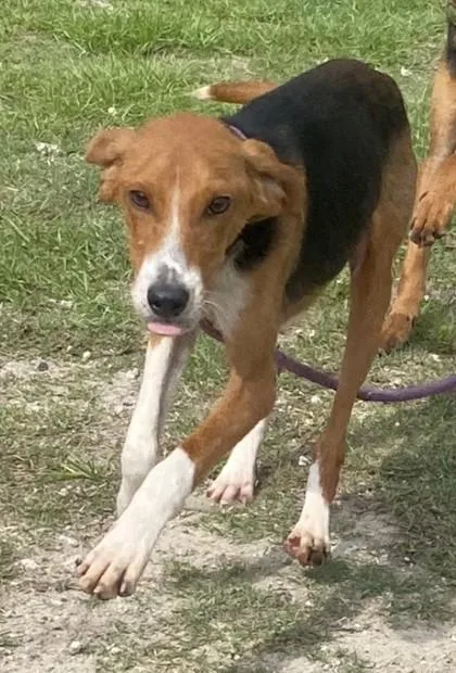 Cricket