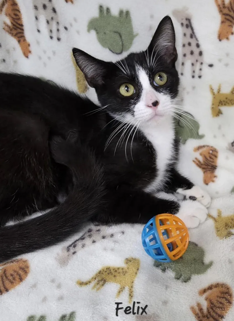 A young medium-sized male Black & White / Tuxedo Domestic Short Hair cat named Felix for adoption in Key Largo, FL