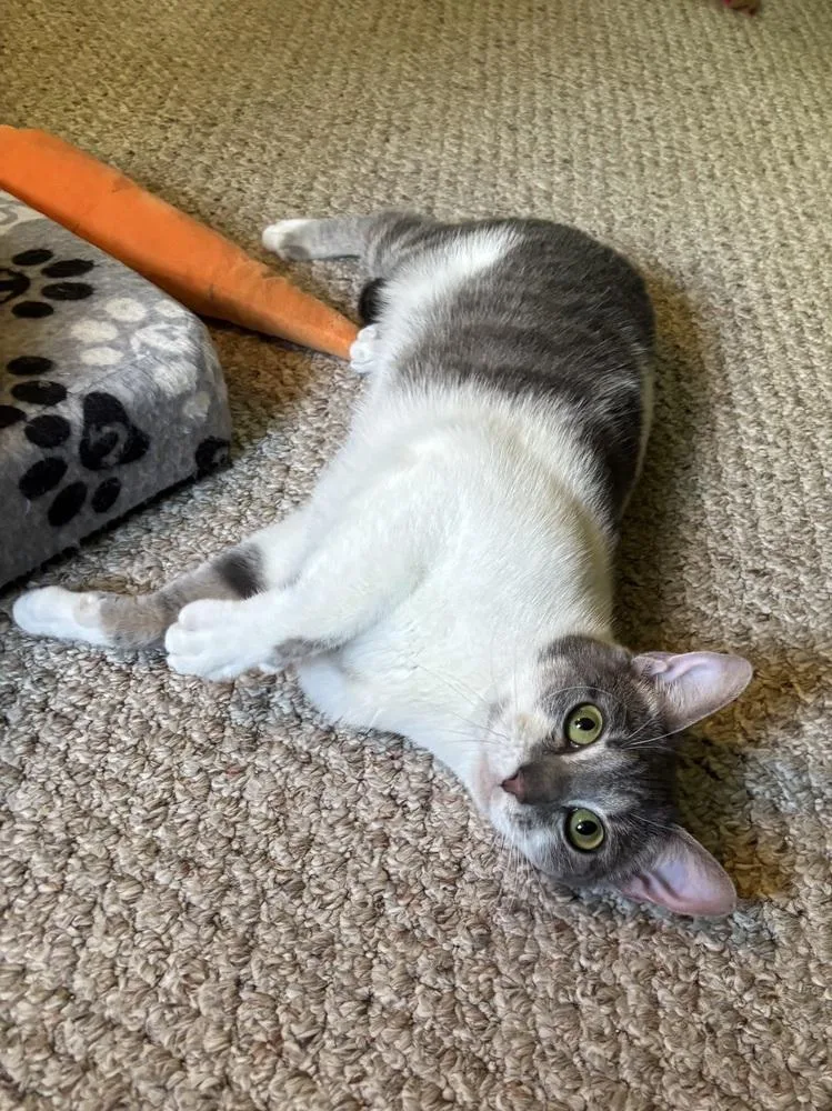 An adult medium-sized female Domestic Short Hair cat named Callie Mae VC for adoption in Greenville, SC