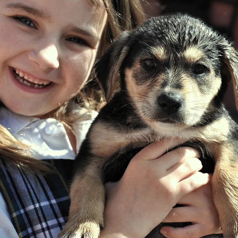A baby medium-sized female Black Border Collie dog named Pepper for adoption in Austin, TX