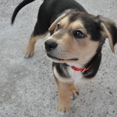 Pepper thumbnail 2