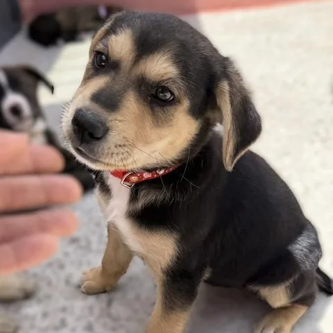 Pepper thumbnail 6