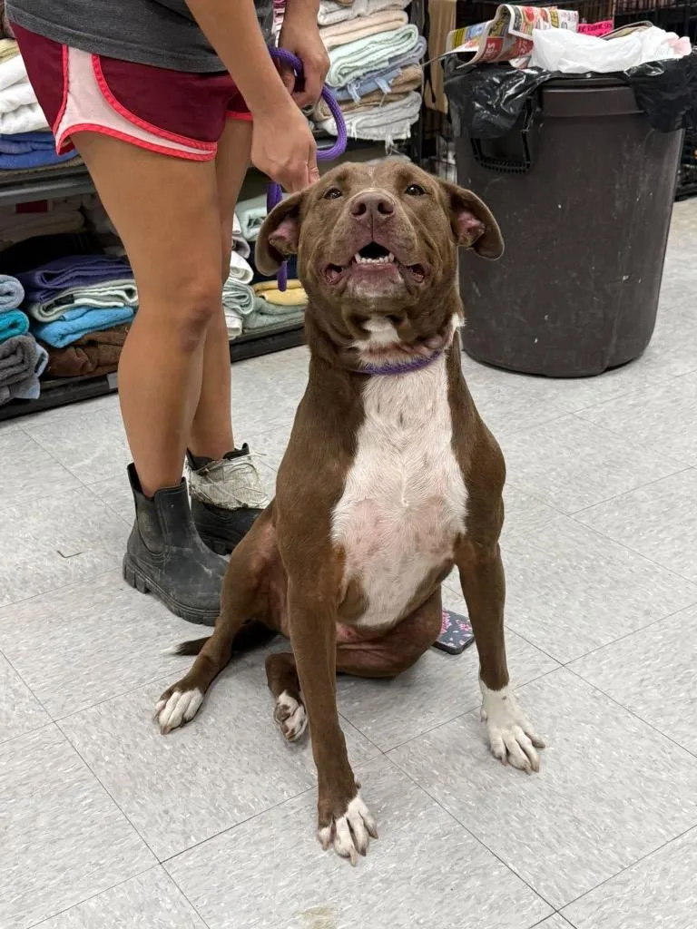 An adult medium-sized female Pit Bull Terrier dog named Prunella "Nelly for adoption in Sorrento, LA