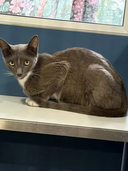 A young medium-sized female Domestic Short Hair cat named Beatrice for adoption in Port Allen, LA