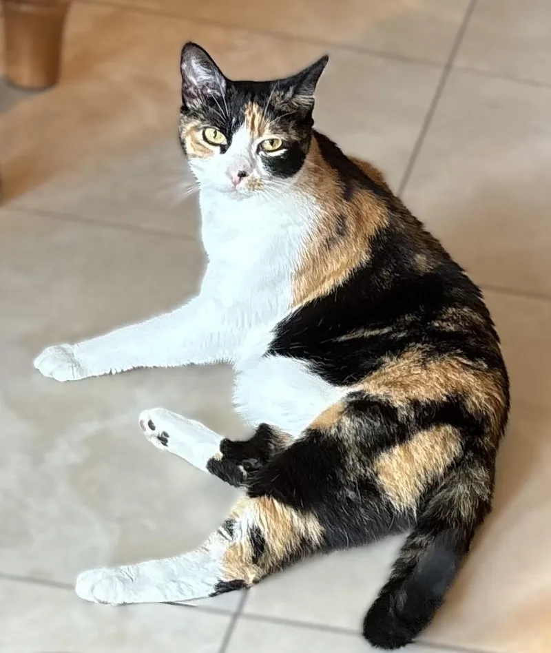 Patches