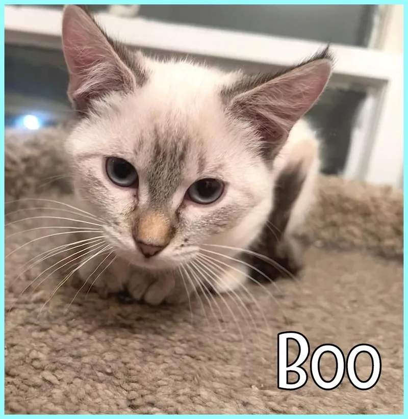 Boo