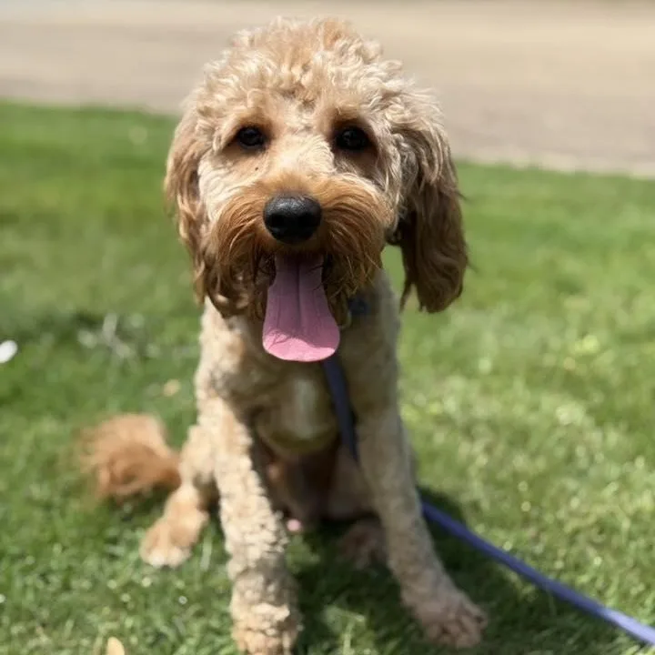 A young medium-sized male Cavapoo dog named Benji for adoption in Alma, MI