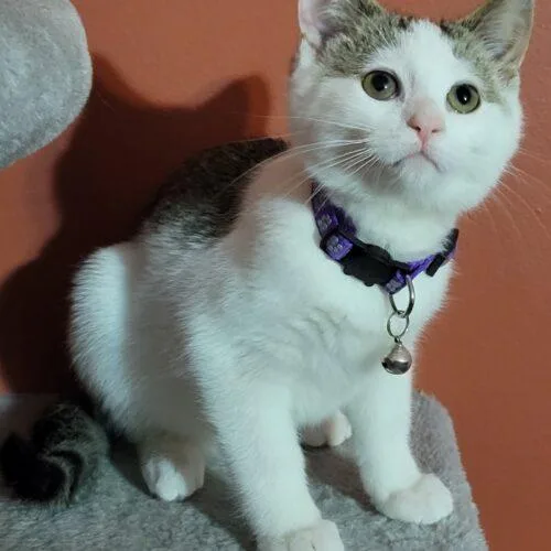 A baby small-sized female White Domestic Short Hair cat named Charlene Chevy Chevelle for adoption in Canal Winchester, OH