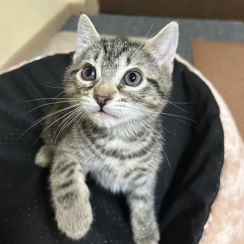 A baby small-sized female Brown / Chocolate Domestic Short Hair cat named Eggs for adoption in Spokane, WA