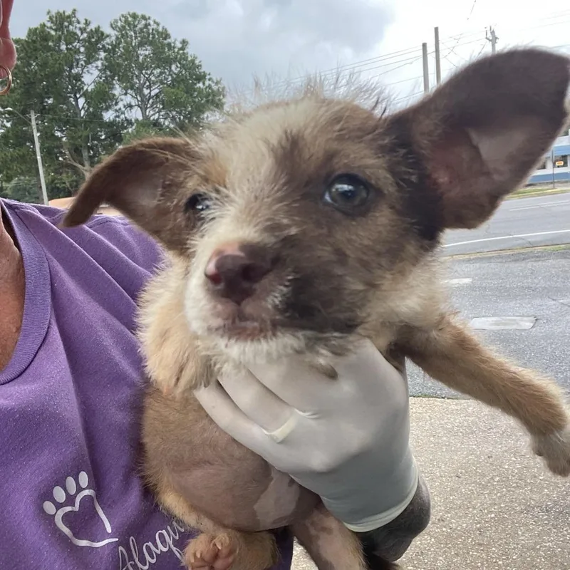 A baby small-sized female Yellow / Tan / Blond / Fawn Chihuahua dog named Lady Liberty for adoption in Freeport, FL
