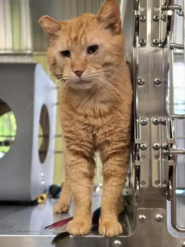 An adult large-sized male Domestic Short Hair cat named Paudie for adoption in Vancouver, WA