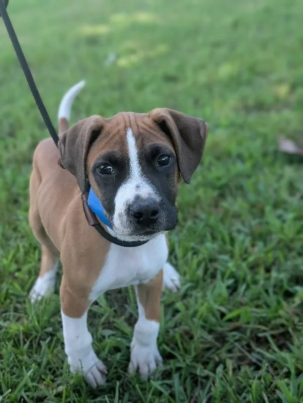 A baby small-sized male Tricolor (Brown, Black, & White) Boxer dog named Clark Gable for adoption in Aiken, SC