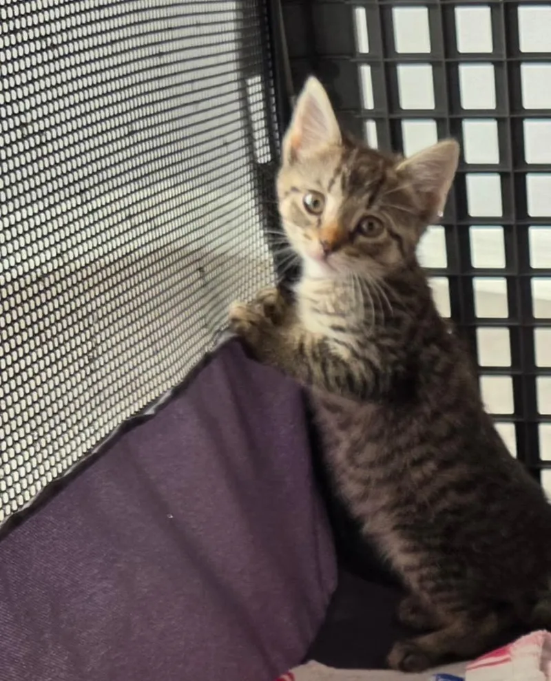 A baby medium-sized male Domestic Short Hair cat named Calvin for adoption in Tampa, FL
