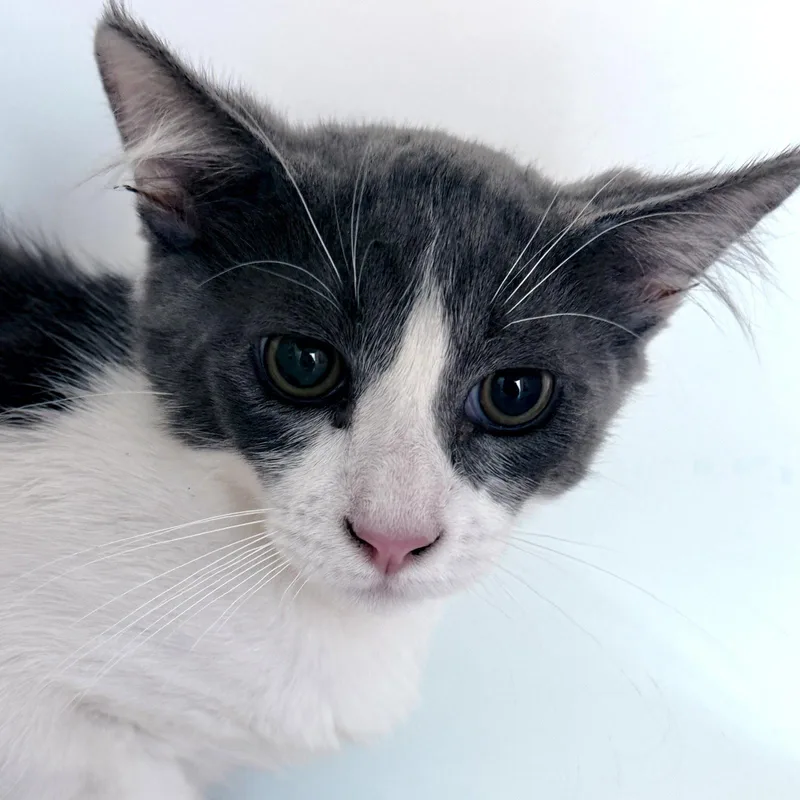 A baby small-sized male Gray & White Domestic Medium Hair cat named Suga for adoption in Oakland, CA