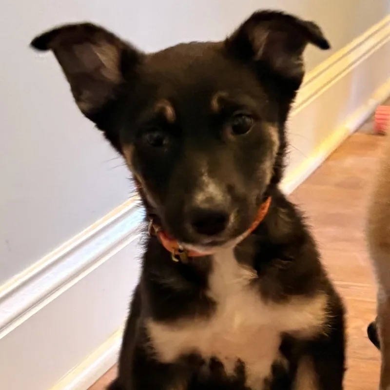A baby medium-sized male Black Basenji dog named Shiloh for adoption in Brentwood, TN