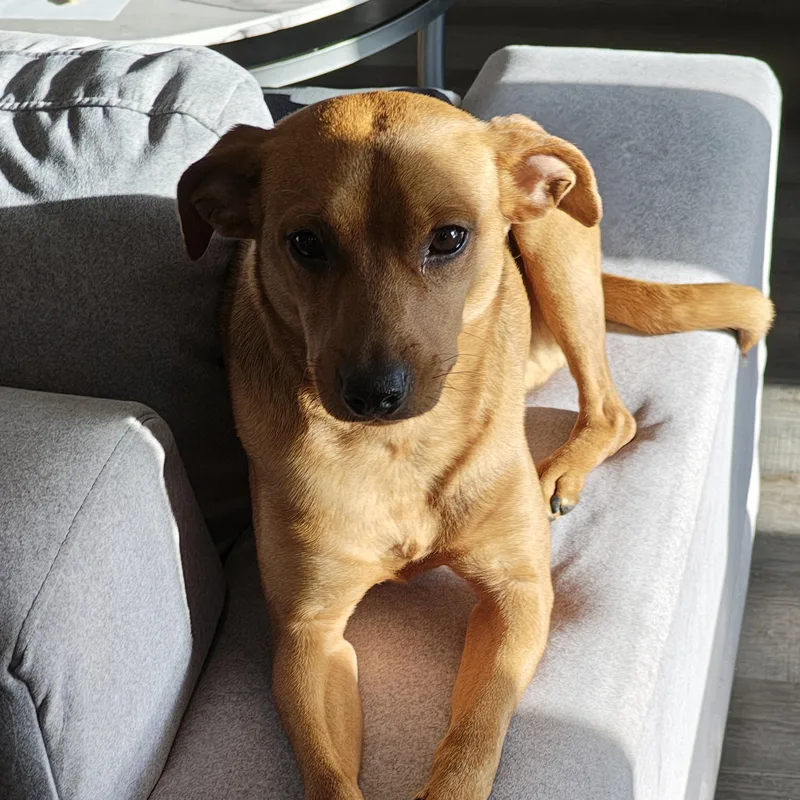 An adult small-sized male Red / Chestnut / Orange Jack Russell Terrier dog named Filson for adoption in Columbia, SC