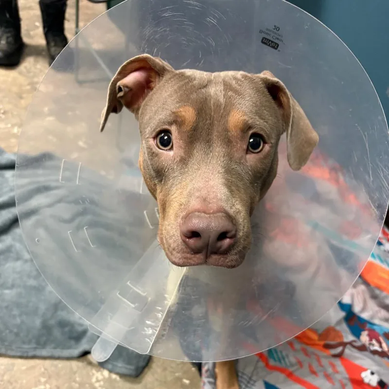 A young medium-sized male Yellow / Tan / Blond / Fawn Doberman Pinscher dog named Wilson for adoption in Philadelphia, PA